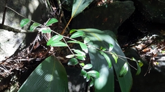 Diospyros seychellarum