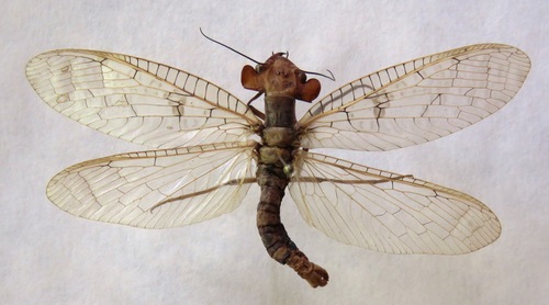 Platyneuromus honduranus photographed in Nicaragua
