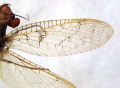 Platyneuromus honduranus