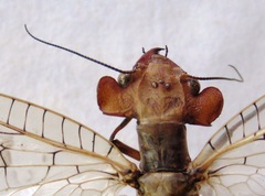 Platyneuromus honduranus