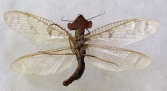 Platyneuromus honduranus