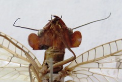 Platyneuromus honduranus