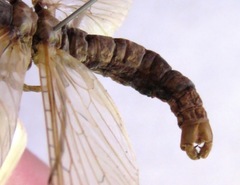 Platyneuromus honduranus