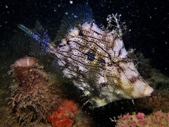 Chaetodermis penicilligerus