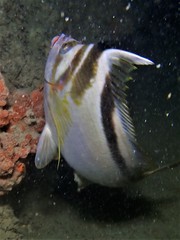 Goniistius gibbosus