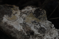 Trichoderma fomiticola