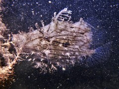 Chaetodermis penicilligerus