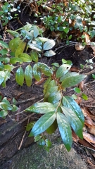 Aphloia theiformis