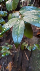 Aphloia theiformis