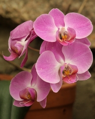 Phalaenopsis
