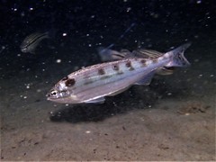 Helotes octolineatus