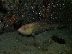 Notolabrus parilus