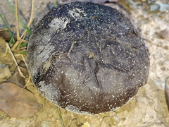 Pisolithaceae
