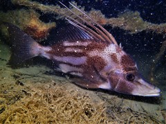 Brown-Spotted Boarfish photo 4