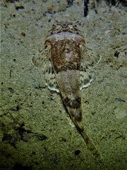 Onigocia spinosa