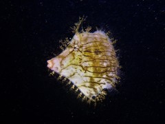 Chaetodermis penicilligerus