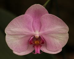 Phalaenopsis