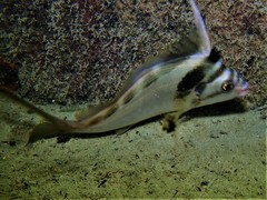 Goniistius gibbosus