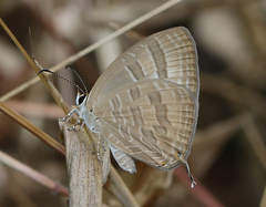 Jamides celeno celeno