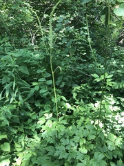 Agrimonia pilosa