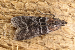 Sciota hostilis