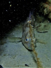 Notolabrus parilus