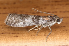 Sciota hostilis
