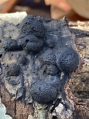 Annulohypoxylon annulatum
