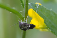 Udea hamalis