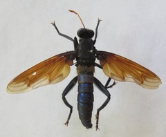 Protomydas rubidapex