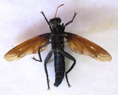 Protomydas rubidapex