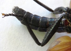 Protomydas rubidapex