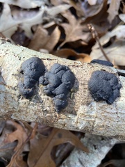 Annulohypoxylon annulatum