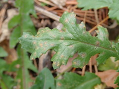 Puccinia lagenophorae