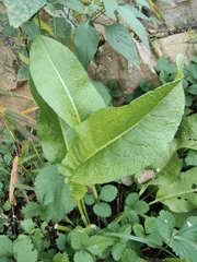 Rumex japonicus