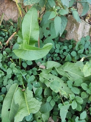 Rumex japonicus