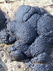 Annulohypoxylon annulatum