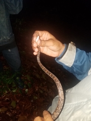 Trimorphodon quadruplex