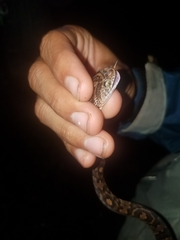 Trimorphodon quadruplex