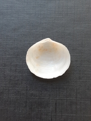 Semele proficua
