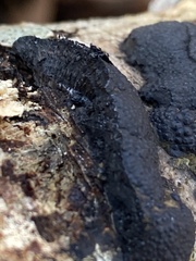 Annulohypoxylon annulatum