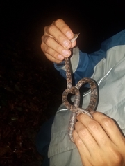 Trimorphodon quadruplex