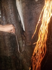 Trimorphodon quadruplex