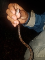 Trimorphodon quadruplex