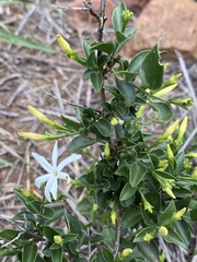 Jasminum breviflorum