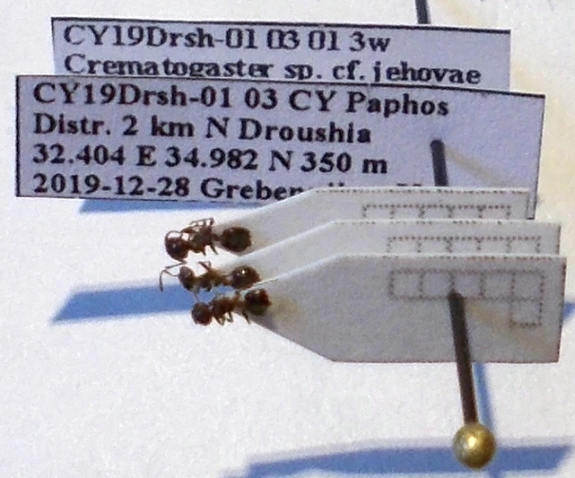 Crematogaster jehovae
