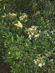 Ixora coccinea