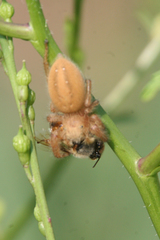 Phidippus pius