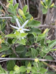 Jasminum breviflorum