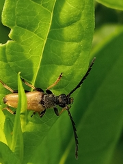 Stictoleptura rubra